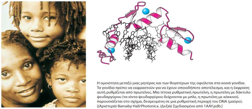 5 DNA, RNA και η ροή