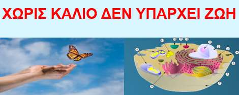 Κυριότερο ενδοκυττάριο ιόν Βασικό συστατικό οργανισμού Εύρυθμη λειτουργία ζωτικών οργάνων Κυτταρικούς