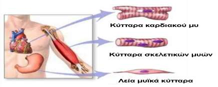Na + -Κ + -ATPάση/Δυναμικό ηρεμίας Κύτταρο = «μπαταρία»: Δυναμικό ηρεμίας -60 έως -80 mv