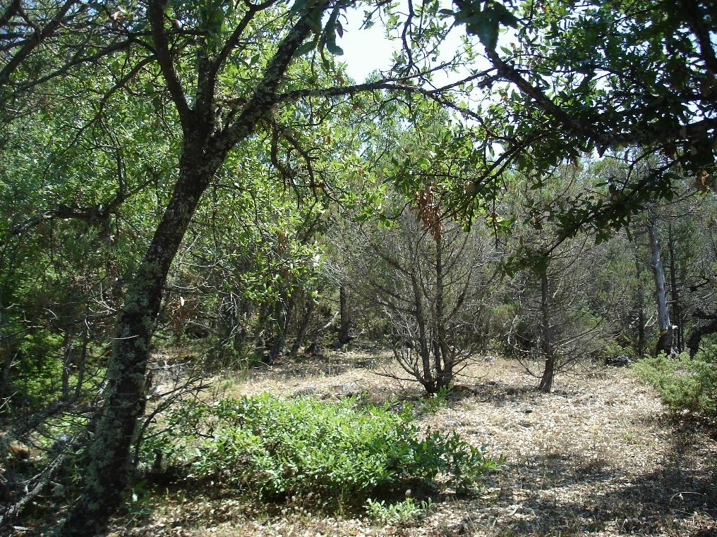Στις ημέρες μας, τα δάση αρκεύθου στην Πρέσπα απειλούνται από την εισβολή φυλλοβόλων πλατύφυλλων (δρύες, γαύροι, οστριές, κ.ά.), η οποία αλλοιώνει τα ιδιαίτερα δομικά χαρακτηριστικά του οικοτόπου.