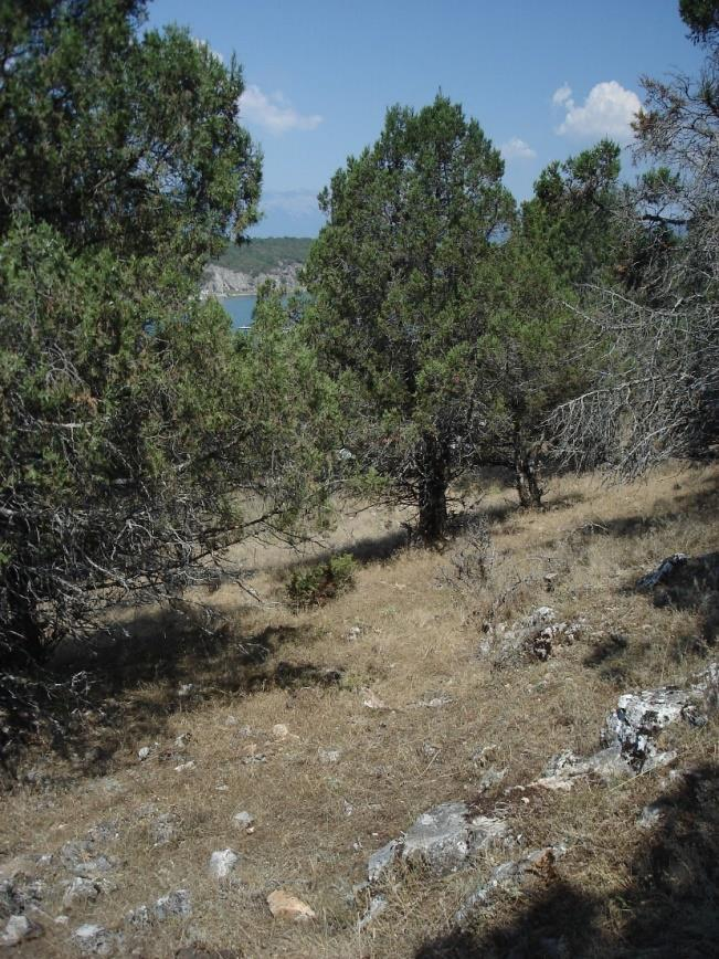 ΕΡΕΥΝΗΤΙΚΑ ΝΕΑ 1. Το παραδοσιακό δασολιβαδικό σύστημα αρκεύθων της Πρέσπας. Οι άρκευθοι (Juniperus spp.