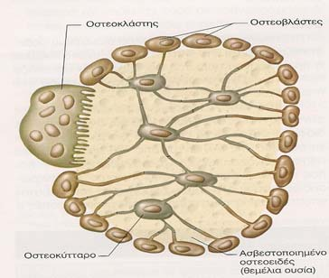 1. ΕΙΣΑΓΩΓΗ 1.1 Οστίτης Ιστός 1.1.1 Δομικά στοιχεία των οστών Τα οστά αποτελούνται από το στερεότυπο τύπο συνδετικού ιστού του ανθρώπινου σώματος, τον οστίτη ιστό.