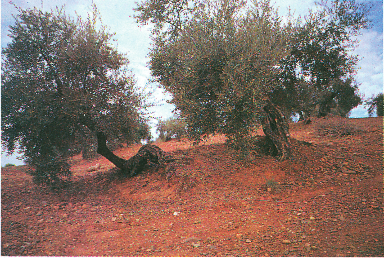 Εικόνα 4-17. Έντονα διαβρωμένη περιοχή. Οι ρίζες των δένδρων συγκρατούν το έδαφος στην αρχική του θέση.