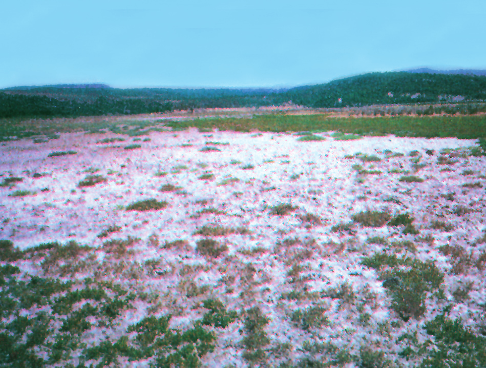 Εικόνα 4-20. Αλατούχο έδαφος στην επιφάνεια του οποίου διακρίνεται η λευκή κρούστα των υδατοδιαλυτών αλάτων.