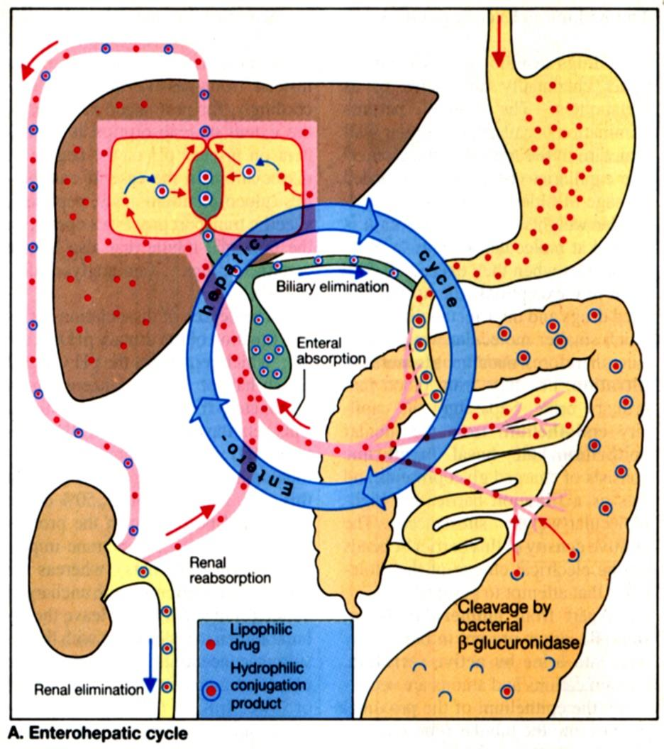 Εντεροηπατικός κύκλος Απέκκριση στη χολή Μεταφορά σε