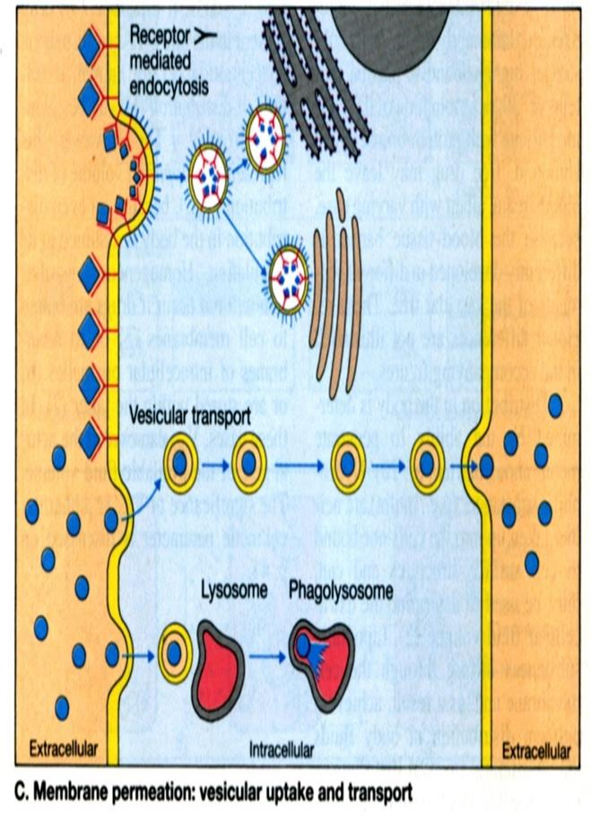 Ενδοκυτταρια μεταφορά ΥδατικήΛιπώδης