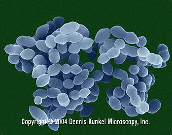 Είδη Βακτηρίων 2/2 Κόκκοι (Staphylococcus