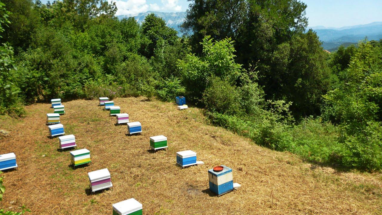 Μελισσοκομεία