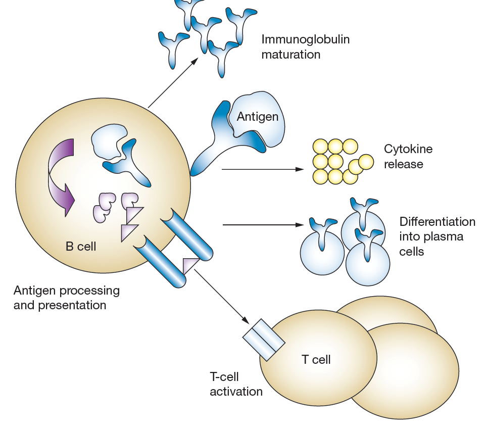 Β λεμφοκύτταρα Διαφοροποιούνται σε πλαματοκύτταρα Παρουσιάζουν αντιγόνα στα Τ