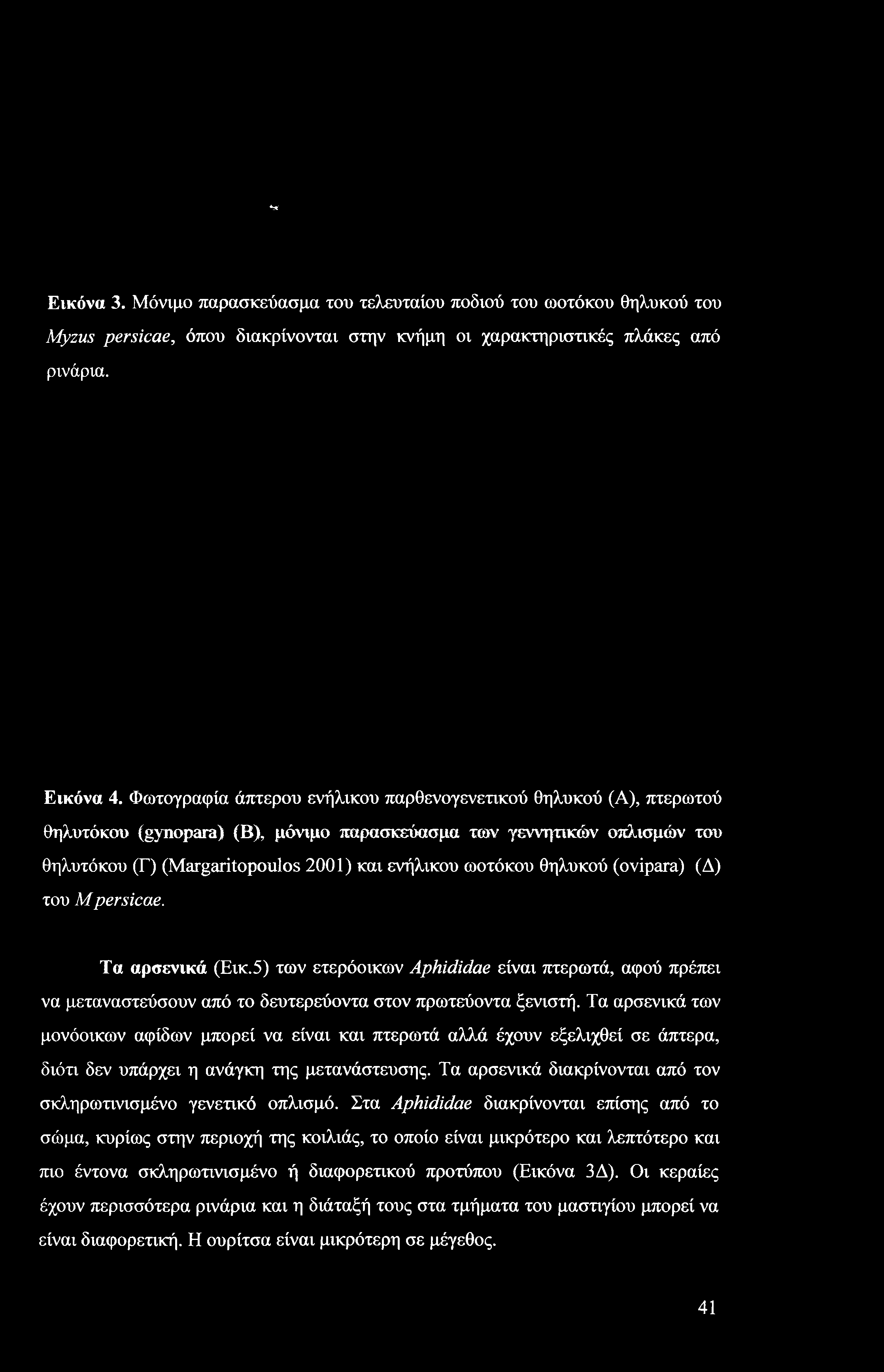 m \ Εικόνα 3. Μόνιμο παρασκεύασμα του τελευταίου ποδιού του ωοτόκου θηλυκού του Myzus persicae, όπου διακρίνονται στην κνήμη οι χαρακτηριστικές πλάκες από ρινάρια. Εικόνα 4.