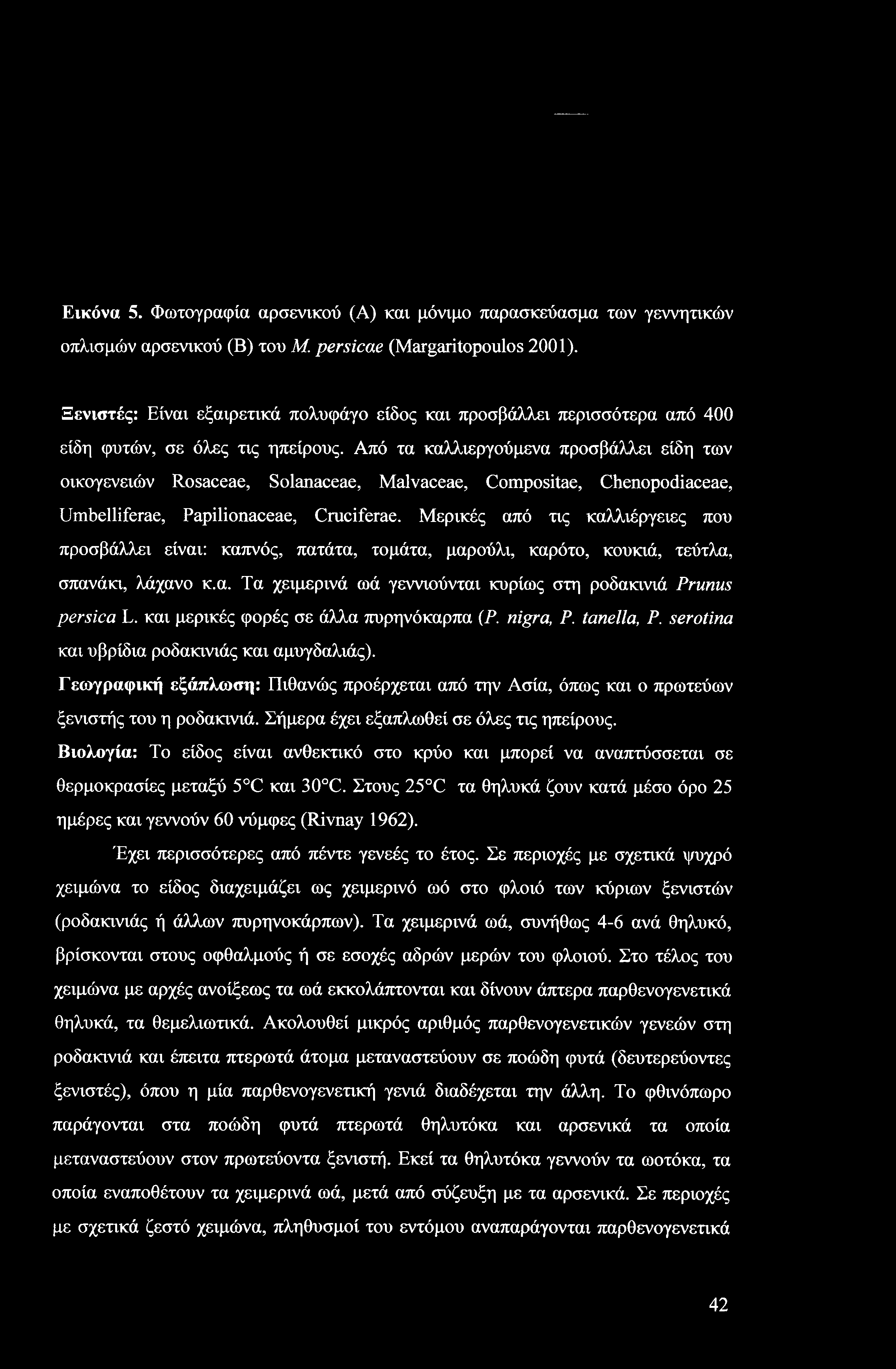 Εικόνα 5. Φωτογραφία αρσενικού (Α) και μόνιμο παρασκεύασμα των γεννητικών οπλισμών αρσενικού (Β) του Μ. persicae (Margaritopoulos 2001).