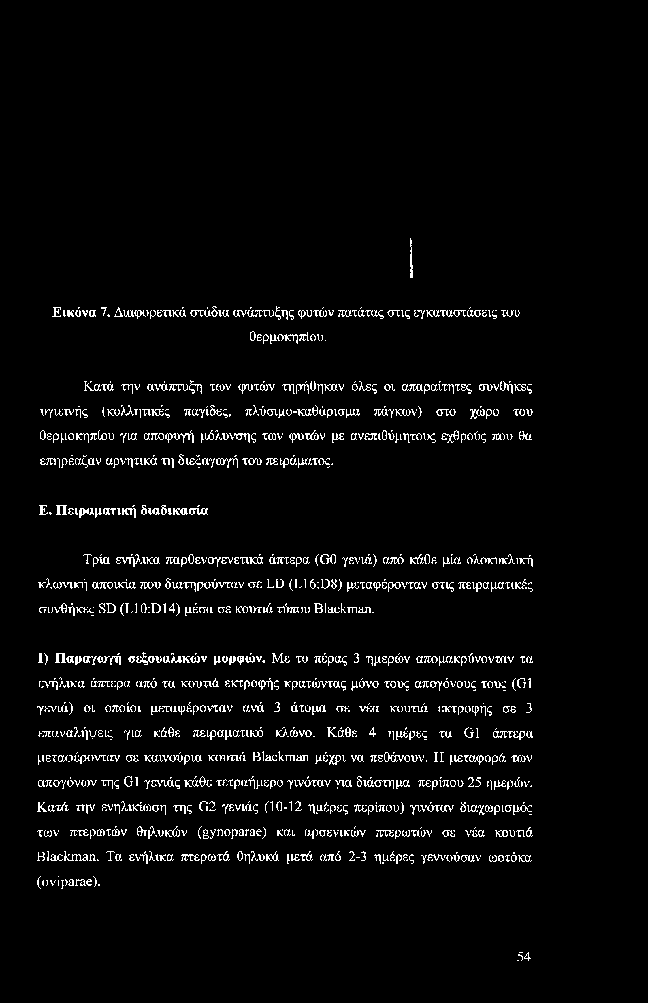 Εικόνα 7. Διαφορετικά στάδια ανάπτυξης φυτών πατάτας στις εγκαταστάσεις του θερμοκηπίου.