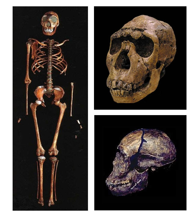 Απολιθώματα Όρθιου Ανθρώπου από την Αφρική: Ναριοκοτόμε (1,6 εχπ) Ο σκελετός WΤ 15000 ανήκει σε έναν οκτάχρονο έφηβο με ύψος 1,60 m και περιλαμβάνει: οστά του προσώπου την πύελο τα περισσότερα οστά