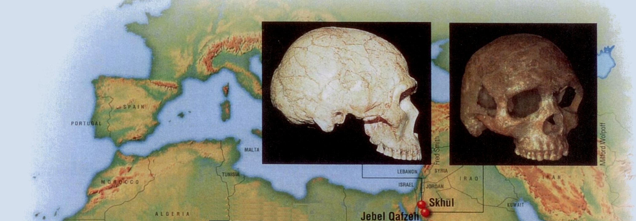 Τα κυριότερα απολιθώματα του ανατομικά σύγχρονου Σοφού Ανθρώπου: Ανατολή Χρονολογία 115.000 χρόνια πριν Θέση Σχουλ (Ισραήλ) 110.000 χρόνια πριν Καφζέ (Ισραήλ) Εξελικτική σημασία Τουλάχιστον 10 άτομα.
