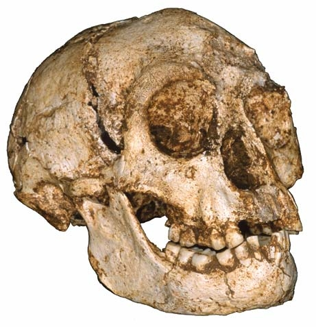 Ο σκελετός του θηλυκού ατόμου: ύψος μετά βίας 0,9 m (το ύψος του πιο μικρόσωμου αυστραλοπιθηκίνα) εγκεφαλικός όγκο μόλις 417 cm3 (όχι μεγαλύτερος από του χιμπαντζή) Το πιο αναπάντεχο στοιχείο από όλα