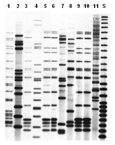 RFLP 2/2 DNA PCR Πέψη με ένζυμο
