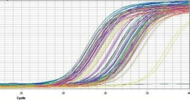 Real time PCR 2/2 Απομόνωση RNA και παραλαβή cdna με RT-PCR