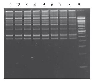 RAPD (Random amplified polymorphic DNA ) 2/2 Ανάμιξη DNA, Εκκινητών (primers), πολυμεράσης (Taq),