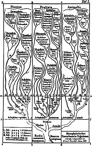 Φυλογενετικό Δέντρο Haeckel 1866