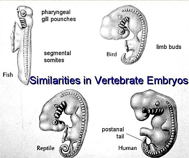 Ομοιότητες σε έμβρυα Σπονδυλοζώων