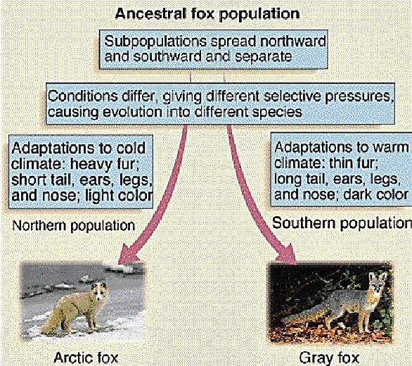 Προγονικός πληθυσμός αλεπούς