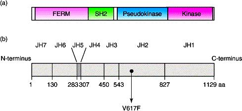 κινασών MAPK (mitogen-activated protein kinase) και PI3K (Phosphoinositide 3- kinase).