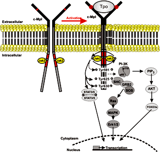πρωτεΐνη προσαρμογέα (adaptor) Gab και τη φωσφατάση SHP2.