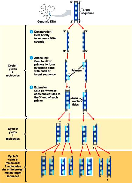 Εικόνα 8. Τα τρία στάδια μιας αντίδρασης PCR. Διακρίντονται η αποδιάταξη (denaturation)των δύο κλώνων, η υβριδοποίηση (annealing) των εκκινητών και η προσθήκη (extension) νέων νουκλεοτιδίων.