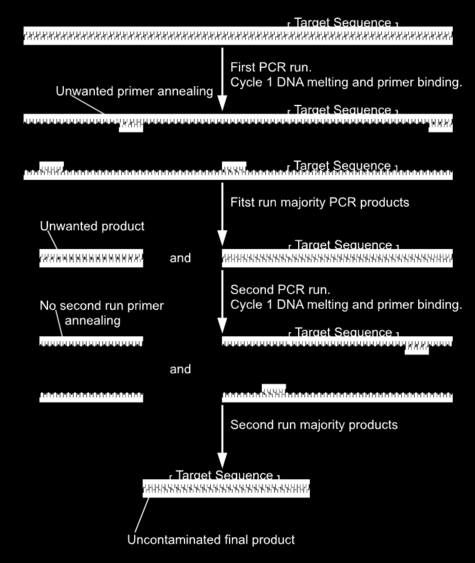 Εικόνα 9. Η τεχνική της φωλιασμένης PCR (nested). Φαίνεται η διαδοχή δύο διαφορετικών αντιδράσεων, η δεύτερη από τις οποίες χρησιμοποιεί ως αρχικό υλικό μικροποσότητα από τον πρώτο γύρο αντιδράσεων.