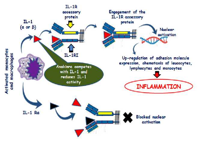 Μηχανισμός δράσης του Anakinra IL-1=Interleukin-1 IL-1RI=Interleukin-1 receptor type I IL-1 Ra=