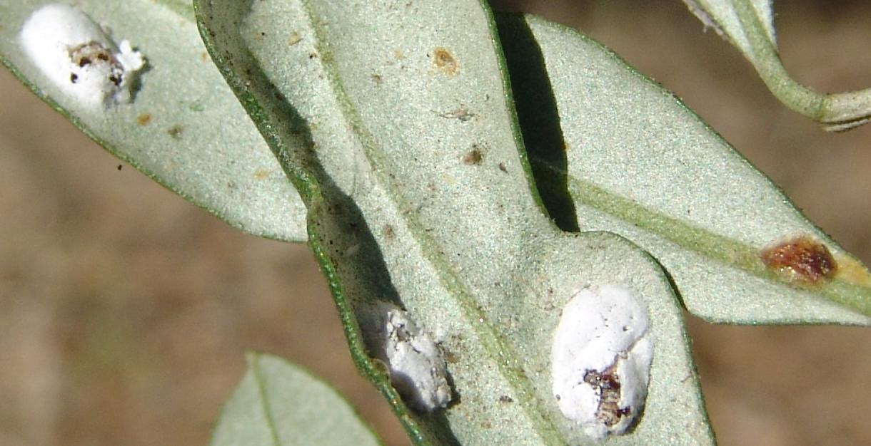 2 γενεές/έτος Φιλίππια Lichtensia viburni (Philippia oleae)