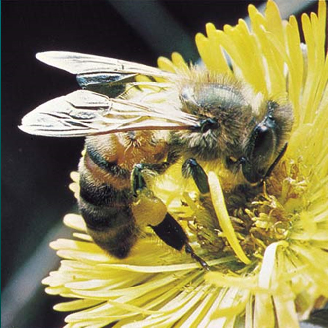 ΤΟΞΙΚΗ ΡΑΣΗ ΣΕ ΩΦΕΛΙΜΑ ΕΝΤΟΜΑ Επίσης, μελέτες έχουν δείξει ότι η τοξίνη Bt του ΓΤ καλαμποκιού θα μπορούσε να επιδράσει τη διαδικασία μάθησης των μελισσών οι οποίες είναι σημαντικοί επικονιαστές.