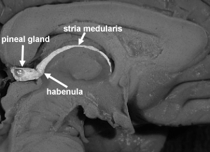 Corpus striatum Bazalne ganglije Corpus striatum kombinacija nn. lentiformis i caudatus S U ucleus caudatus ucleus lentiformis Lobanja H H h Talamus Rep n.