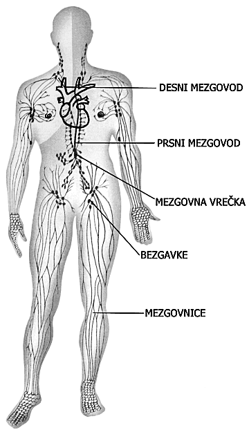 Slika83:Mezgovod Bezgavke Dellimfnegasistemasotudibezgavke.Tosomajhnivozlilimfatičnegatkiva,fižolasteoblike,skozikatere potekajomezgovnice.