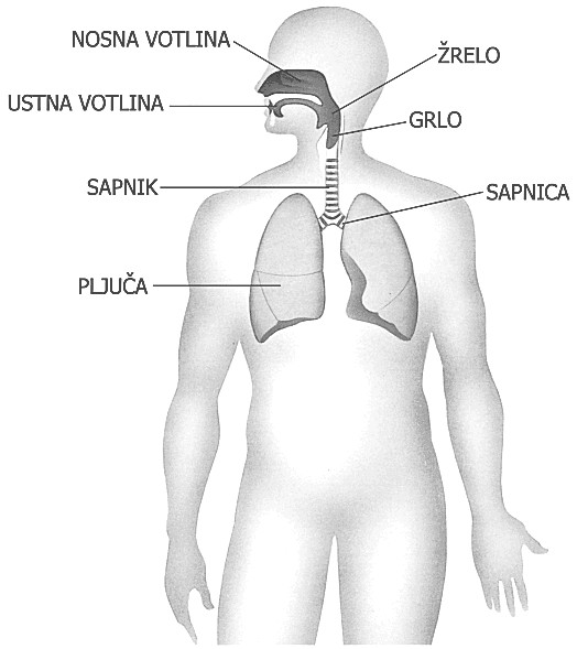 Slika84:Zgradbabezgavke DIHALA Nalogadihaljeizmenjavaplinovmedorganizmominokoljem(medzrakominkrvjo).