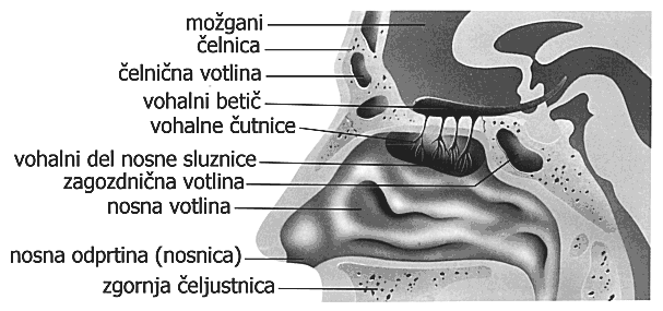 Nosnavotlina Nosnavotlinajeglavnavstopnapotzrakavdihala.Jeizdvehdelov,kinistačistosimetrična.Tidvepolovici nosnevotlinepredeljujenosnipretin,kijespredajhrustančast,zadajpakoščen.