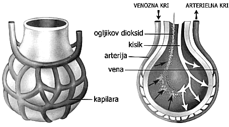 Slika94:Mehanikadihanja Pljučnodihanje Vvdihanemzrakujedelnitlak(parcialnitlak)kisikavišjioddelnegatlakakisikavvenoznikrvivkapilarah obpljučnihmešičkih.