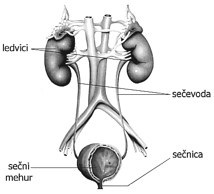 Kokriprispedocelic,sekisikodcepiodhemoglobina,kerjedelnitlakkisikavcelicahnizek.