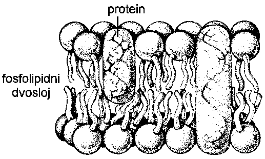 Slika3:Zgradbaceličnemembrane Celičniorganeli Endoplazmatskiretikulum Zrnatiendoplazmatskiretikulumjeizploščatihcisterninkanalov,nakaterihsoribosomi.Neposrednoje povezansprostoromokrogjedrnemembrane.