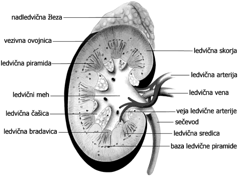 Zgradbasečil Ledvica Ledvicasoparniorgan,temnordečebarveinfižolasteoblike,podolžinimerijo12cm.Ledviciležitapod preponoobhrbteniciinsegataod12.prsnegavretencado2.ledvenegavretenca.