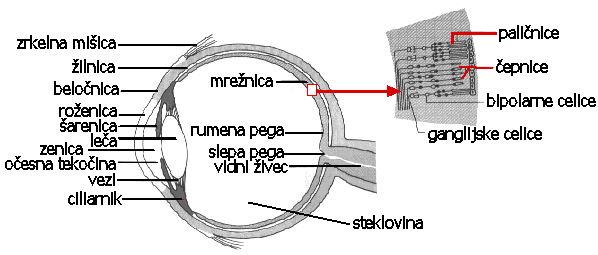 Slika100:Vid,vohinokus Čutilozavid Čutilozavidjeoko.Tojeparniorgan,kateregaglavnideljeočesnozrklo.Vnjegovinotranjostijemrežnica zreceptorjizasvetlobo(fotoreceptorji).