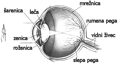 Žilnica(horoidea) Žilnicajesrednjaplastzrkla,kijemočnoožiljenainprehranjujeoko.Spredajprehajavšarenico(iris),kije različnoobarvanainimavsrediniokrogloodprtino,zenicoalipupilo.