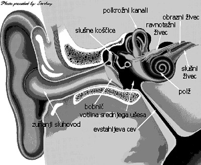 Čutilozasluhinravnotežje Slušni organ sprejema in zaznava zvočne dražljaje, ravnotežni organ pa služi zaznavanju položaja glave.obaležitavorganu,kigaimenujemouho.