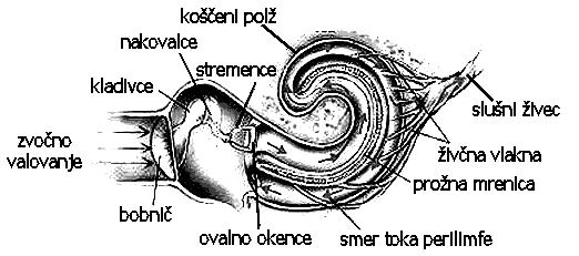 Notranjeuho Notranje uho leži v koščenem labirintu senčnice, ki ga sestavljajo koščeni polž, preddvor in trije polkrožnikanali,kiležijopravokotnodrugnadrugega.