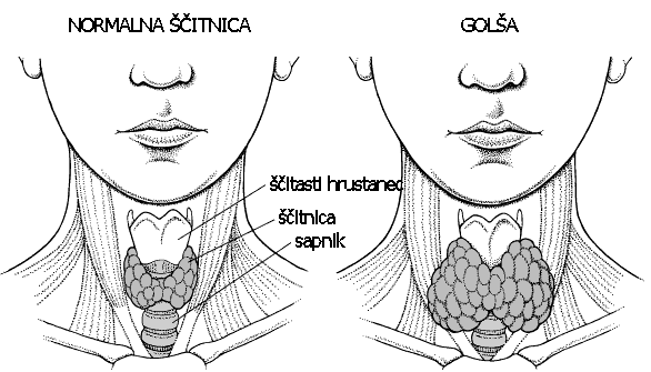 testosterona).prifetusupastimuliraskorjonadledvičnežleze,dasintetiziraprekurzorestrogena(dhea S ),kipomagapripravitimaternaporod.