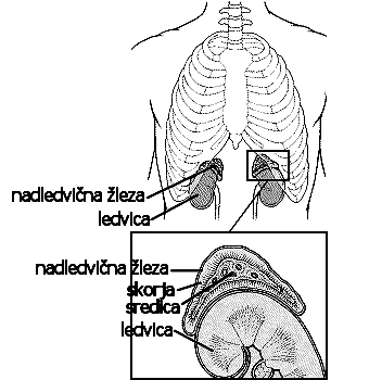 Nadledvičnažlezajeparniorganinležinazgornjempoluvsakeledvice.Anatomskoinfunkcionalnogledano jolahkorazdelimonadveregiji:skorjoinsredico.