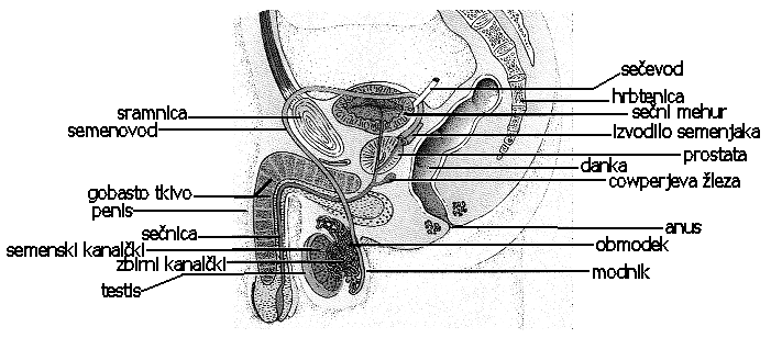 Slika113:Moškaspolovila Modo(testis) Modojeparnažlezajajčasteoblike,kijevloženavkožnovrečo(modnikalimošnjaaliscrotum).Ježlezaz notranjiminzunanjimizločanjem.