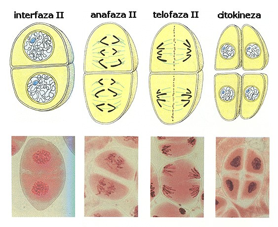 V telofazii seoblikujejedrniovojokolikromosomov.natosedeli šecitoplazma,vendarceliciostaneta skupaj. MEJOZAII Mejoza II je v bistvu mitotska delitev. Potek je enak kot pri mitozi.