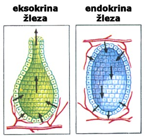 - sečnimehur,sečevod Slika13:Prehodniepitel Migetalčniepitelisotistiepiteli,katerihceliceimajomigetalke(sapnik,jajcevod).Nevroepitelisoepiteli,ki polegdrugihvsebujejotudičutnice(čutilnecelice).