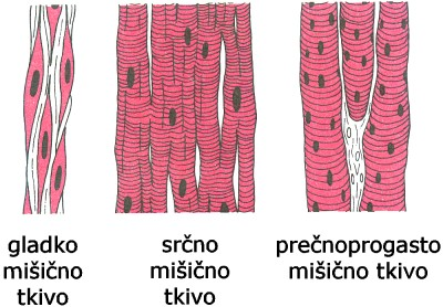 Gladkomišičnotkivo Vsebuje enojedrnavlakna,zakaterajeznačilna zelopočasnakontrakcija.totkivojeoživčenopreko vegetativnegaživčevja(delujebrezvplivanaševolje).
